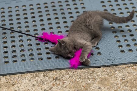 Grey cat playing in the back garden. Shallow focus, blurred background. Cat is chasing after fliesの写真素材