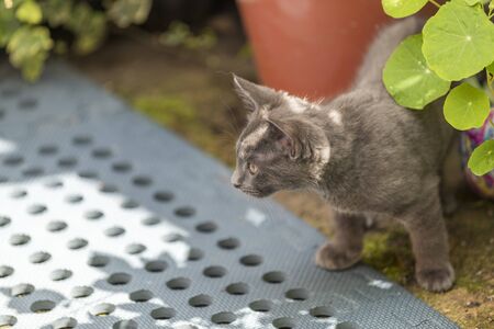 Grey cat playing in the back garden. Shallow focus, blurred background. Cat is chasing after fliesの写真素材