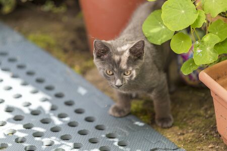 Grey cat playing in the back garden. Shallow focus, blurred background. Cat is chasing after fliesの写真素材