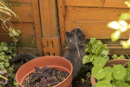 Grey cat playing in the back garden. Shallow focus, blurred background. Cat is chasing after fliesの写真素材