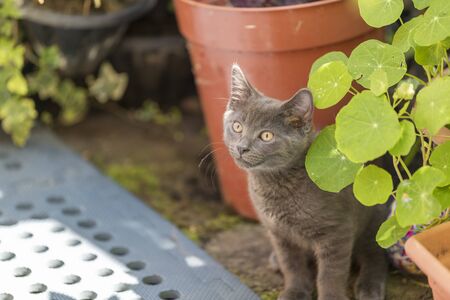 Grey cat playing in the back garden. Shallow focus, blurred background. Cat is chasing after fliesの写真素材