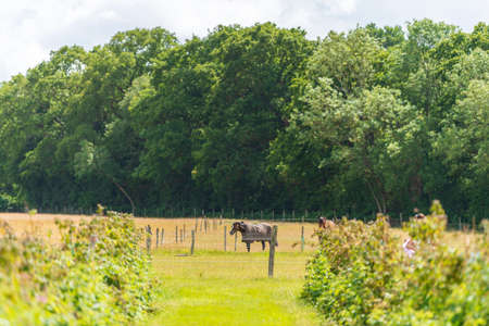 English countryside view of Sevenoaks, Kent, UKの写真素材