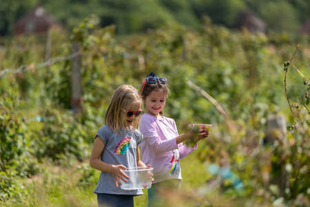 Two little girls picking fresh farm raspberries in field in Sevenoaks, Kentの写真素材
