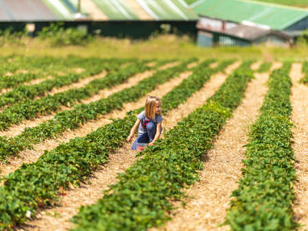 Little girl picking fresh farm strawberries in field in Sevenoaks, Kentの写真素材