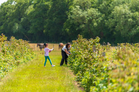 Young female and her daughter are picking fresh farm raspberries in field in Sevenoaks, Kentの写真素材