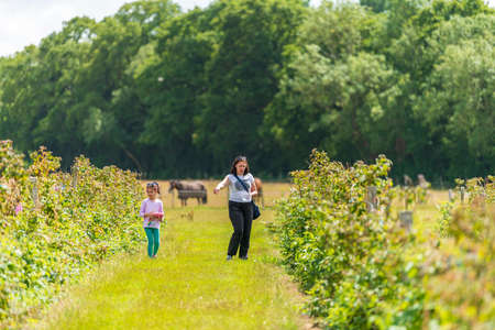 Young female and her daughter are picking fresh farm raspberries in field in Sevenoaks, Kentの写真素材