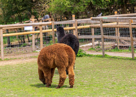 The beautiful Alpacas roaming the field, George Mead memorial stables, Welling, Londonの写真素材