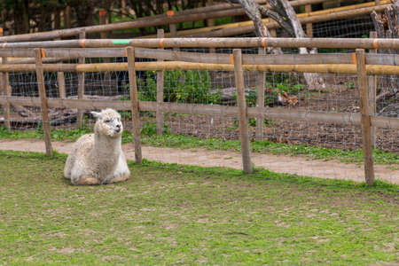 The beautiful Alpacas roaming the field, George Mead memorial stables, Welling, Londonの写真素材