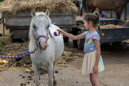 Smiling pretty young girl standing grooming the horse with a brush in an outdoor paddockの写真素材