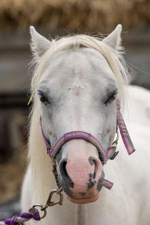 A beautiful white horse grazes in a paddock full of wild flowersの写真素材