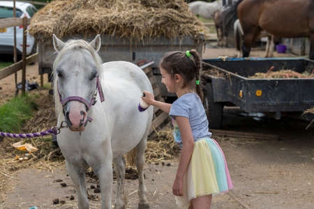 Smiling pretty young girl standing grooming the horse with a brush in an outdoor paddockの写真素材