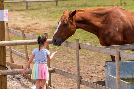 A beautiful brown horse grazes in a paddock full of wild flowersの写真素材