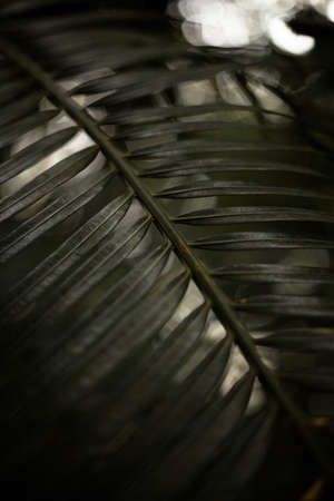 Ferns in the forest. Natural floral fern background. Natural green fern pattern. Close up fern leaves.の写真素材