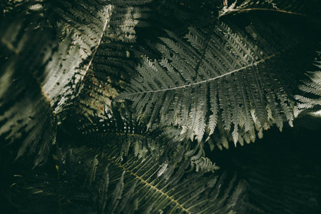 Ferns in the forest. Natural floral fern background. Natural green fern pattern.の写真素材