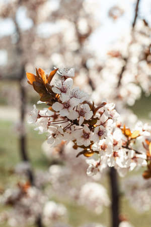 Japanese cherry blossom in full blooming sakuraの写真素材