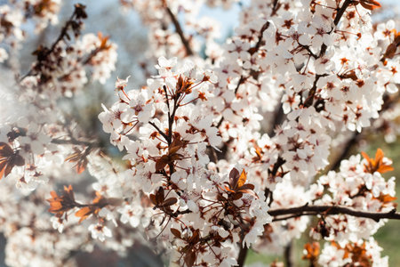 Japanese cherry blossom in full blooming sakuraの写真素材