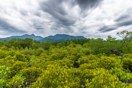 A tropical Thai Mangrove Rainorest set against breathtakingly scenic Hills in the Backgroundの写真素材