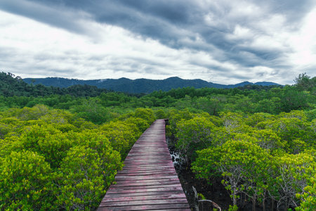 A Scenic Mangrove Walkway Surrounded by Lush Greenery Beneath a Beautiful Stormy Cloudy Skyの写真素材