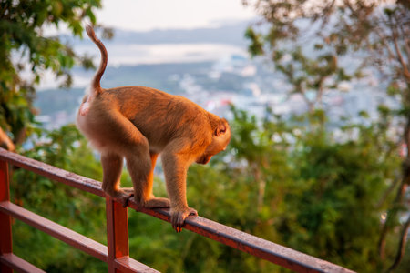 A Monkey Skilfully Balancing on a Railing While Overlooking a Beautiful Scenic Landscape