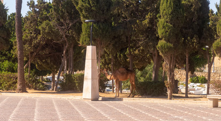 Oasis with camel and trees, Serene landscape featuring animal and cypress trees, Tranquil scene in Tunisia displaying camel resting among cypress trees and stone pathsの写真素材
