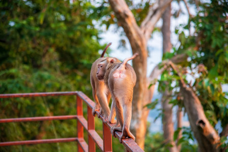 Monkeys happily perched on a railing amidst the beauty of nature, showcasing their playful anticsの写真素材