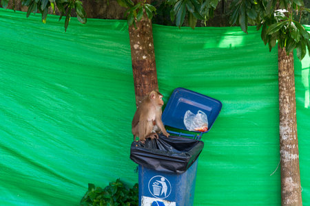 A Curious Monkey is Joyfully Exploring a Trash Bin Outdoors