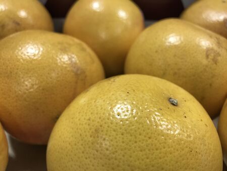 Fresh grapefruitの写真素材