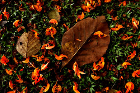 Flowers and leaves have been fallen on the ground, look like they decorated itの写真素材