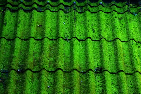 A roof that cover by moss の写真素材
