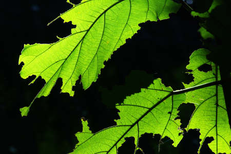 Teak leaves that damage by worm 