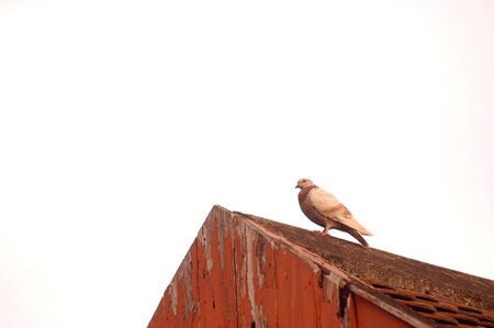 One pigeon on the old roof.の写真素材