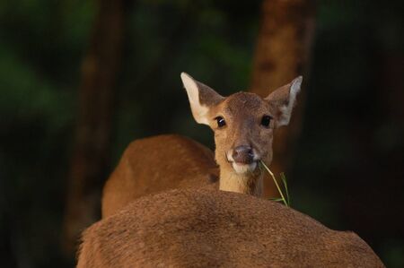 Deer staring at the strangerの写真素材