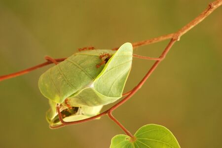 Ant's nest in orchid tree' leavesの写真素材