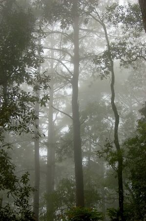 A trees are cover with the mistの写真素材