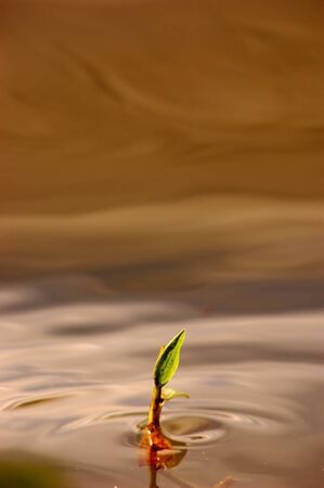 Echornia bud emerge form the waterの写真素材