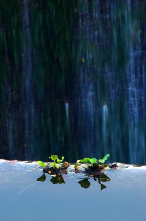 Echornia at the edge of the spillwayの写真素材