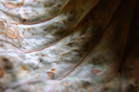Lotus leaf start to wilting