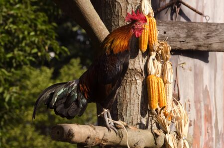 A rooster with beautiful orange feather and red crown  that tie by kenaf rope on his leg with a wooden rod connect with a  timber pillar on a sunlight in the morning in a farm on a countrysideの写真素材