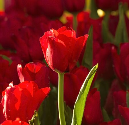 A red tulip flowers with a drop of dew on a sunlight in a tulip flower garden in a tulip flowers farmの写真素材