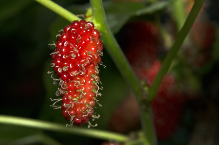 Red mulberry on a mulberry bush on the left side of a pictureの写真素材