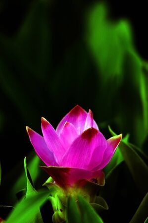 Pink Siam tulip just bloomingの写真素材