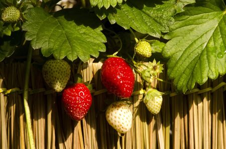 A strawberry in the farm, white color is unripe strawberry red color is ripe strawberry and ready for eatの写真素材