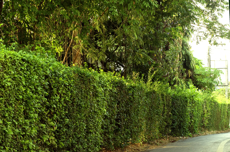 Green hedge fenceの写真素材