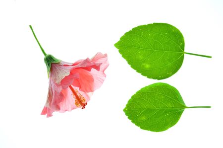 Isolate pink chinese rose with leaves, a close up photo image of pink chinese rose with them upper side leaf and lower side leaf isolated on bright white light backgroundの写真素材