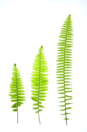 Green fern are growing up look like a green graph sign of good environment has a growing up rate with concept good green environment is increasing in world environment dayの写真素材
