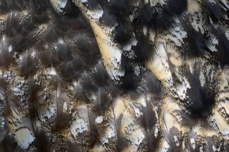 Owl feather, closeup photo of bird feather present a detail of texture and pattern of bird feather at a bird wing, abstract background, pattern background, texture backgroundの写真素材