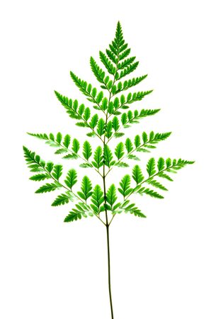 Isolate fern leaves, a close up photo image of green fern leaves on fern stem isolated on bright white background, green leaf pattern, green foliage pattern, natural plant pattern, plant diversity, Kingdom Plantaeの写真素材