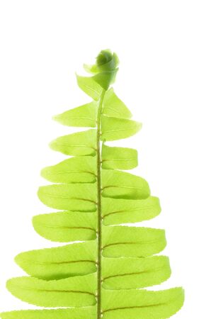 Isolate green sword fern leaves, sword fern leaves pattern, tropical plant, a close up photo image of sword fern isolate on bright white light background  present a detail of foliage patternの写真素材