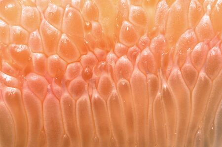 Fresh peeled pink pomelo meat texture and patternの写真素材