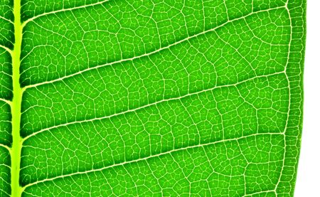 Edge of frangipani or plumeria  leaf, a close up photo image at the edge of frangipani or plumeria leaf on white background show leaf texture and pattern at the edge of frangipani or plumeria leafの写真素材